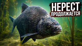 Нерест продолжается