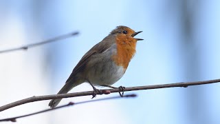 Roodborstje - Robin