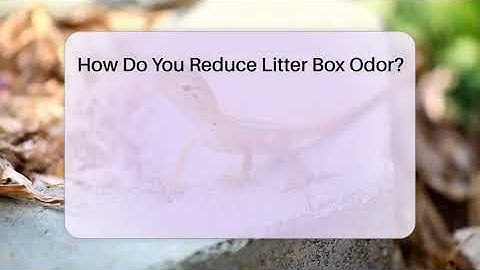 How Do You Reduce Litter Box Odor? - PetGuide360.com