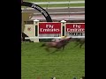 Back-to-back greatness 🐐 Makybe Diva does it again