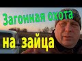 Очередной выход по зайцу. Загонная охота на зайца.