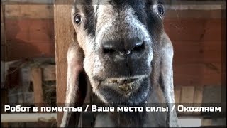 Почему север, а не ЮГ / Робот в поместье / Ваше место силы / Окозляем