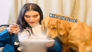 My Dog Reacts to the Invisible Food Challenge \/ Hilarious