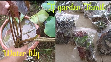 water lily ||how to grow water lily at home in tamil#waterlily#tropical 6384336529 WhatsApp message