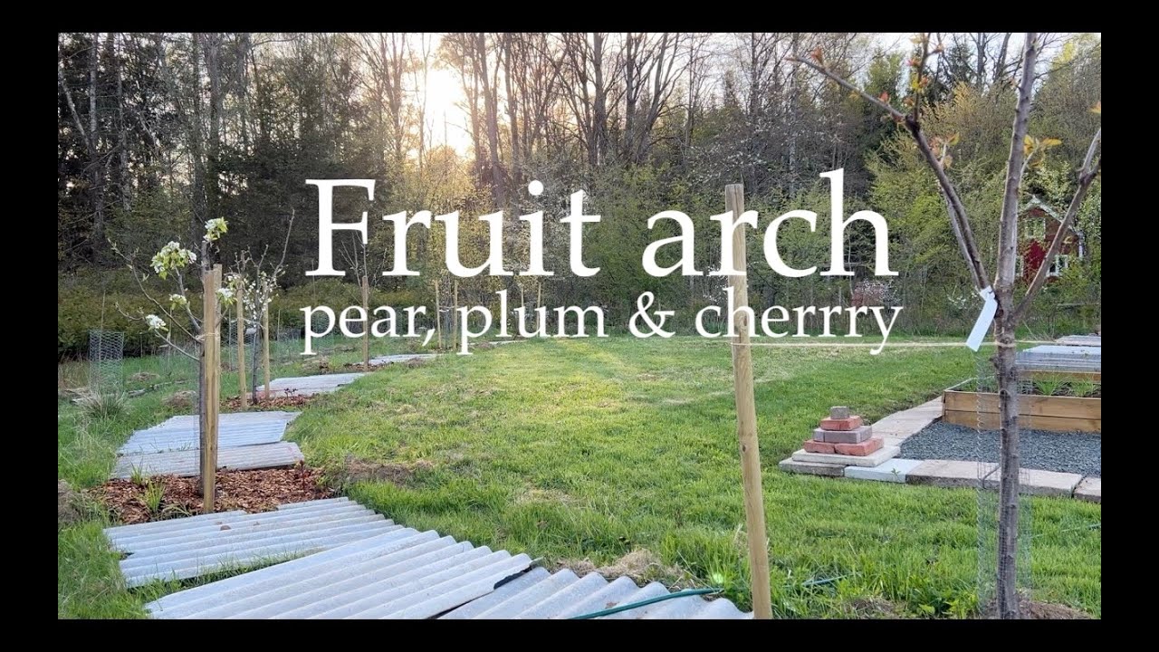 Fruit arch - pear, plum & cherry