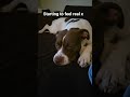 #lovedoglife xx 😘 ❤️  pls sub up to help us yo 1000, 🙏