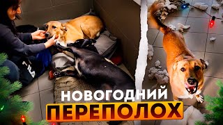 Собаки мне устроили ЖЕСТЬ. Вирус скосил кошек, одна погибла. Элис плохо. Алиса почти приручилась.