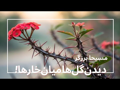 صبر یعنی دیدن گل ها میان خارها مسیحا برزگر