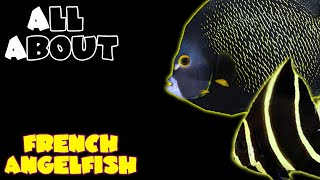 All About The French Angelfish