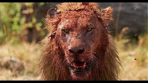 LION Attacks On HUMAN | MAN-EATING Lions | Tanzani...