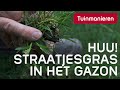 Straatjesgras in het gazon wat te doen  tuinieren  tuinmanieren