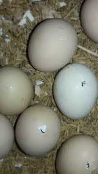 Baby Chick Hatching from Egg