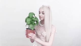 Download lagu Merry Christmas Plant Merry Christmas Plant