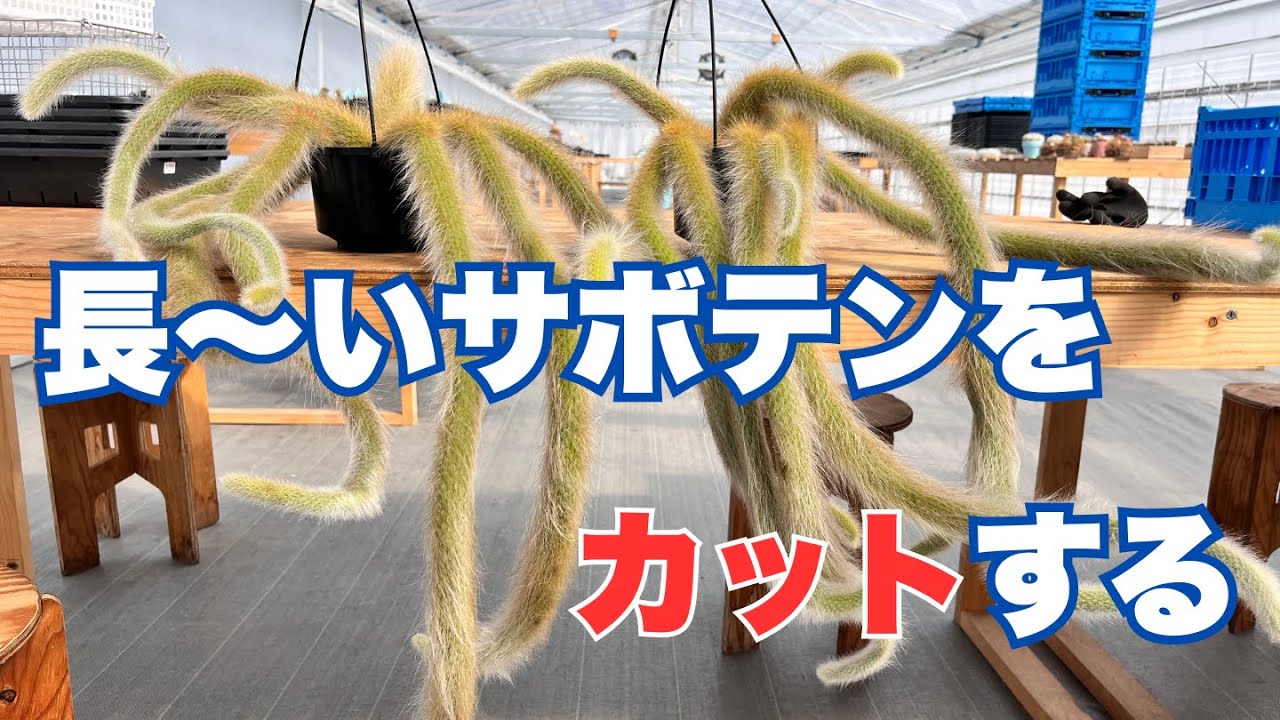 Cut a cactus that looks like a cat's tail - YouTube