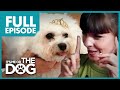 Barking Queen Bichon Frise: Lilly | Full Episode | It's Me or The Dog