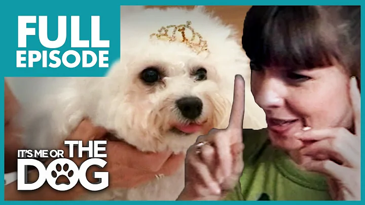 Barking Queen Bichon Frise: Lilly | Full Episode | It's Me or The Dog - DayDayNews