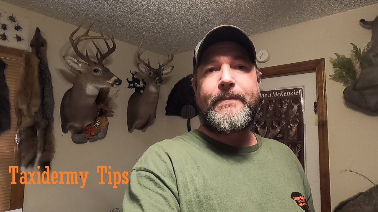 Taxidermy whitetail deer mounting tip (Enhance face veins on a deer