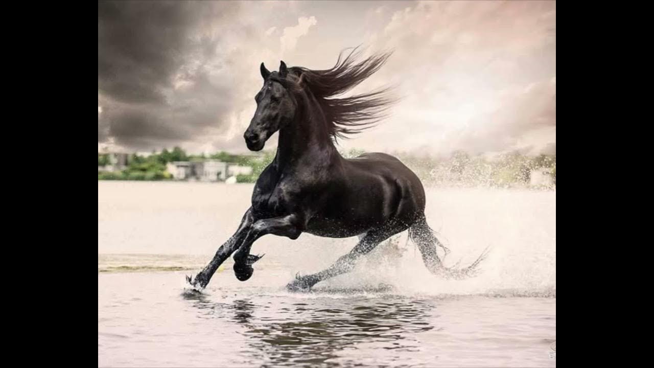 Изображение скачущей лошади. Изображение скачущей лошади. Красивые лошади. Лошадь бежит. Дикий гнедой мустанг.