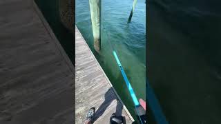 easy way to catch sea bass