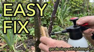 Treat Scale On Roses - EASY and Quick method