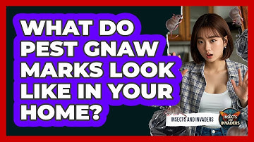 What Do Pest Gnaw Marks Look Like In Your Home? - Insects and Invaders