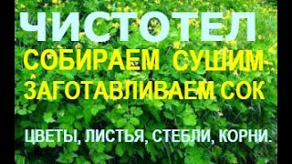 Чистотел, собираем чистотел в мае-июле. Сок и сушка.