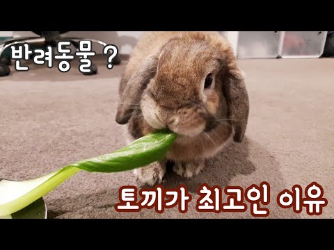 [Eng CC] Why I think rabbits are the best pets