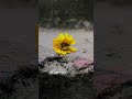 নিজেকে নিজেই সামলাতে শিখতে হয়.... #sorts #unfrezzmyaccount #lifeisbutadream