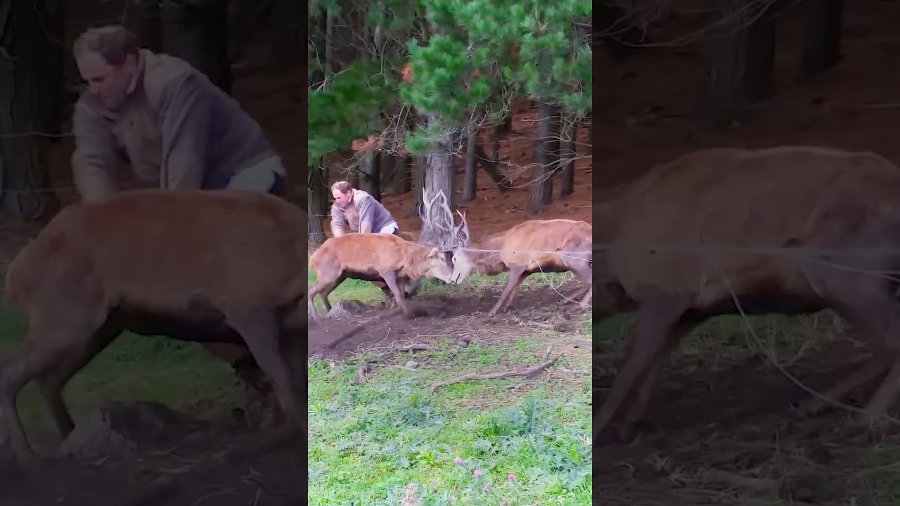 Men Save Bucks Locked By Their Antlers