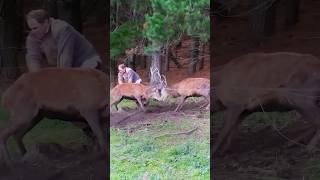 Men Save Bucks Locked By Their Antlers