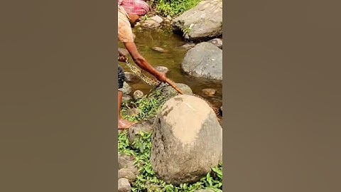 Python rescued and handed over to Forest Department in Chulsa Tea Garden