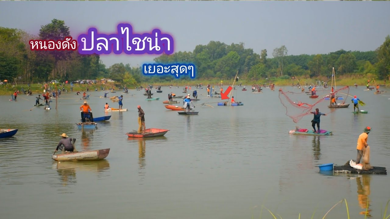 หว่านเเห ยกยอ หนองดัง บัตรหลัก 100 ปลาโครตเยอะ / บ้านนอก EP.743