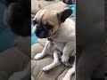 French bulldog playing with himself