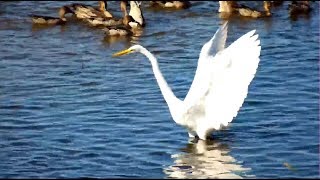 Great Egret on Mississippi Flyway cam. 26 September 2018