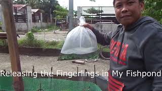 Out to buy Tilapia fingerling