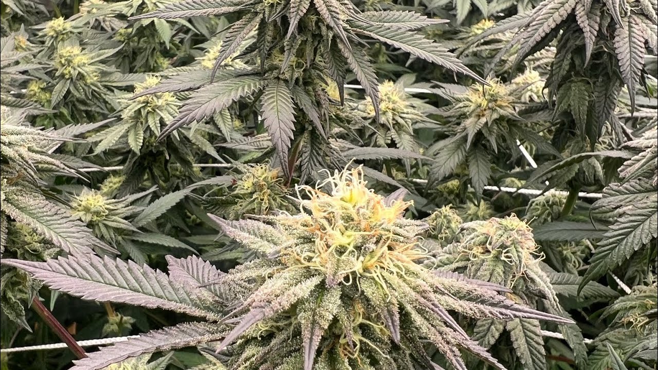 Week 5 of flower, Indoor grow 2023