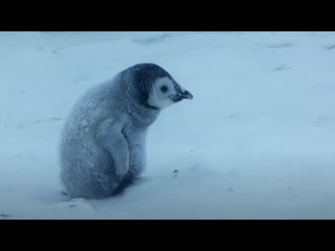 Baby Penguin Must Find Mother Before Freezing | Snow Chick: A Penguin's Tale | BBC Earth