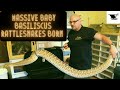HUGE Baby Rattlesnakes Born | MASSIVE Mexican West Coast Rattlesnake Babies