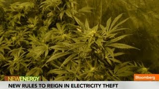 Cannabis Farms Send Stolen Electricity up in Smoke
