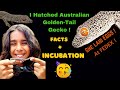 Dont miss this  i unbox incubate  hatch ultrarare australian gecko  strophurus taenicauda 