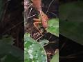 Dead Leaf Mantis Eating Insect San Diego Zoo | Spineless Marvels California