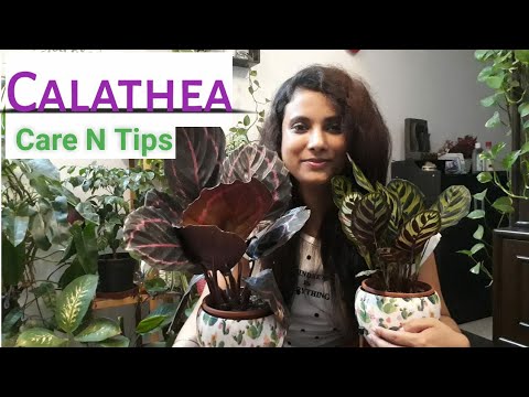 Video: Hvordan ta vare på calathea dottie?