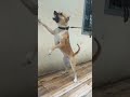 Pitbull dog barking