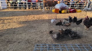 DE TODO EL LA SUBASTA .CABALLOS VACAS GALLINAS PERROS PUERQUITOS