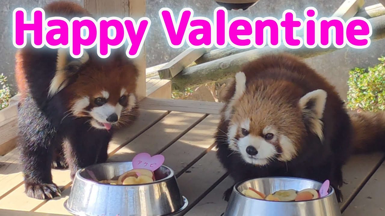 【バレンタインデーで賑わった西山動物園】～Nishiyama Zoo red pandas～
