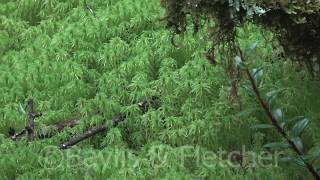 Sphagnum moss bog, Thailand. 20180724_081134.m2ts