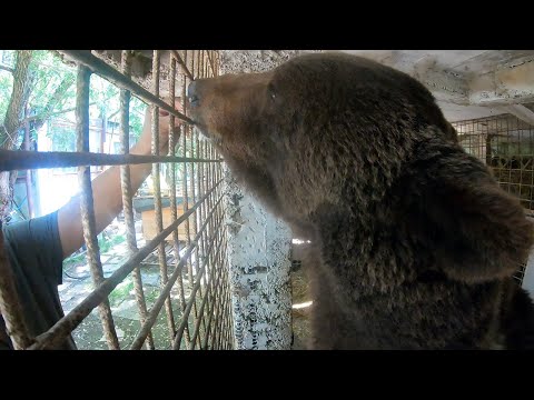 Video: Zašto Medvjed Sisa šapu Zimi?