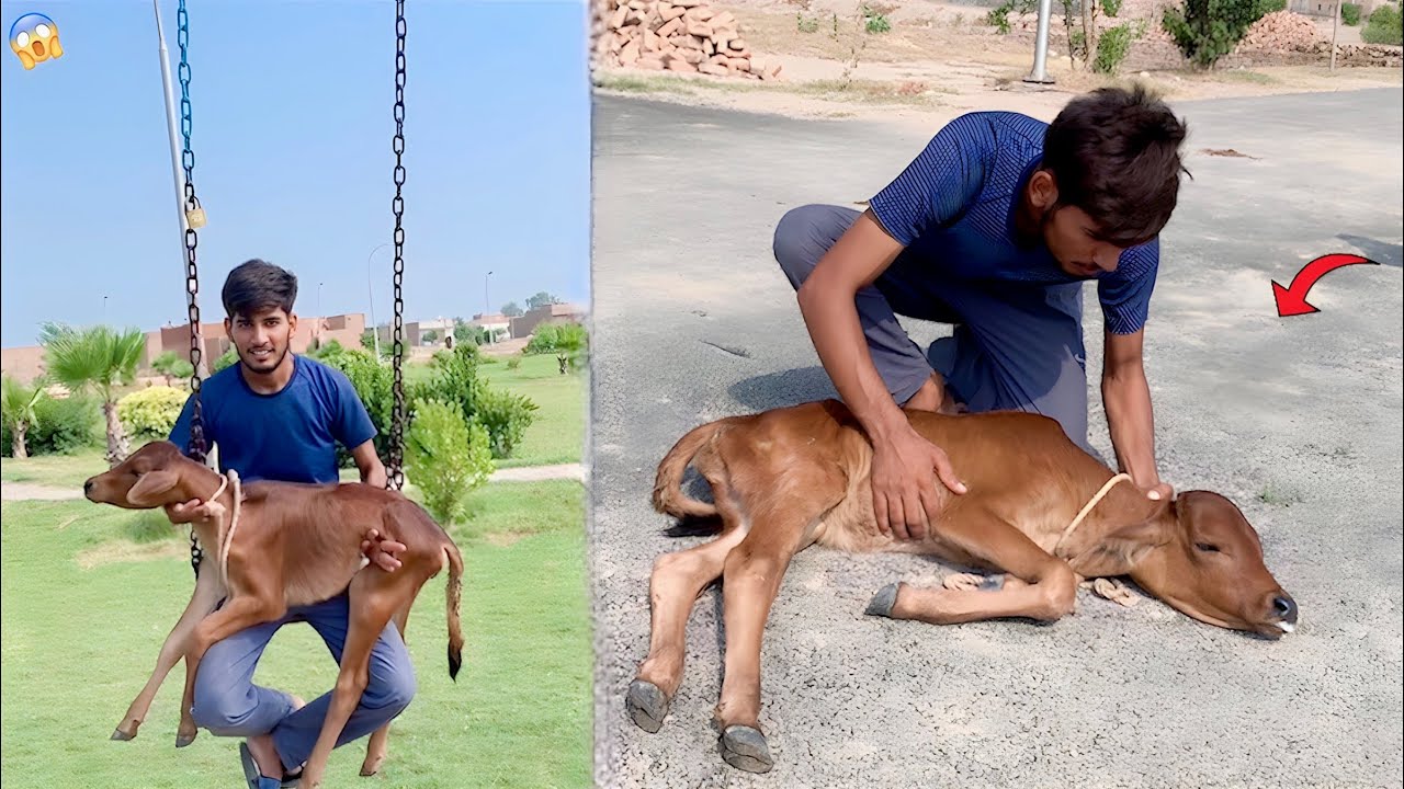 Bala Ko Park Me Ly Gay😍|| Or Bala Gir Gai😥|| Hammad Pet House