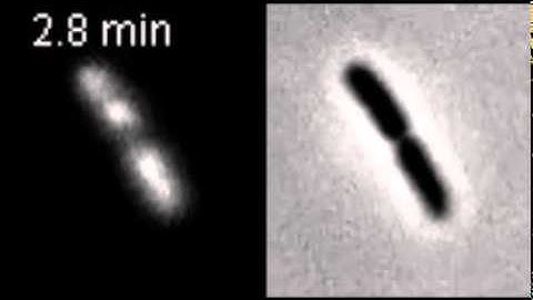 PNAS : Single-cell, real-time detection of oxidative stress induced in Escherichia coli...