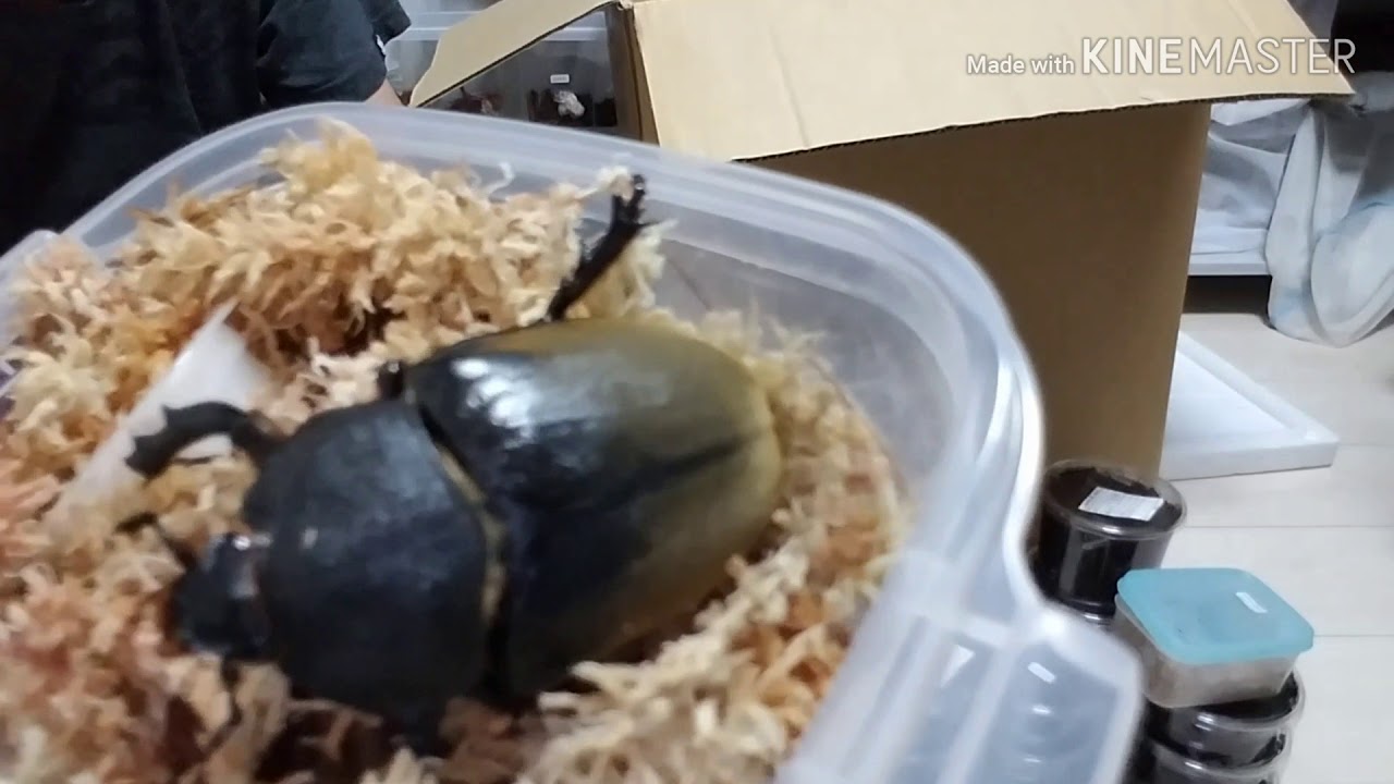 大量着弾‼️【ビートルショップ桜さん】